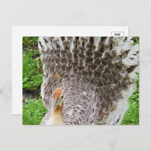 白いピーヘンのはがき ポストカード (正面/裏面)