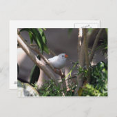 白いフィンチ写真 ポストカード (正面/裏面)