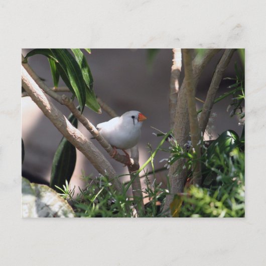 白いフィンチ写真 ポストカード (正面)