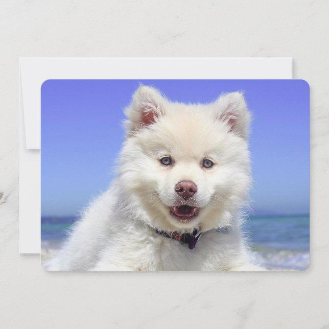 白いフィンランドのラップランド・ハウンドの子犬　かわいい (正面)