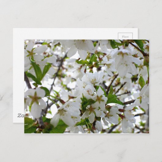 白いフローラ写真の白い流れる木 ポストカード (正面/裏面)