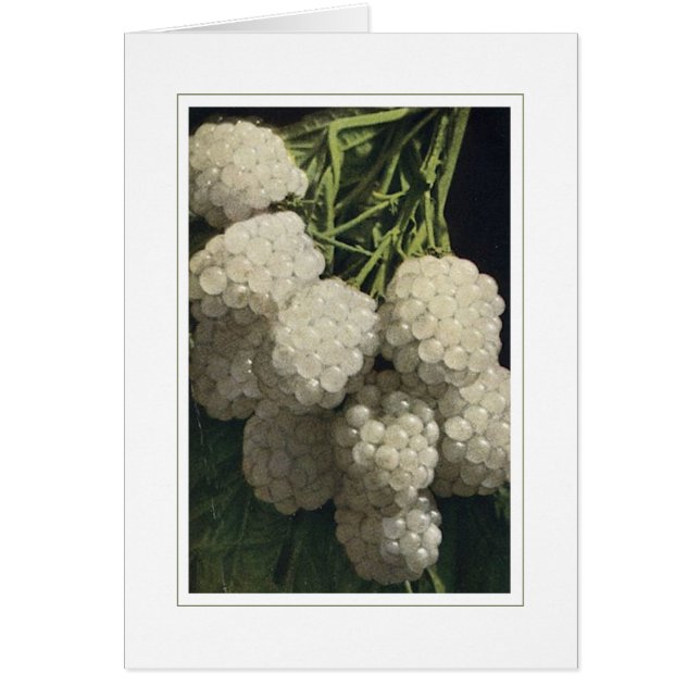 白いブラックベリー (正面)