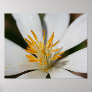 白いブラッドドロートの花をクローズアップ ポスター