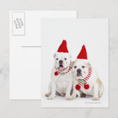 白いブルドッグ ポストカード (正面/裏面)