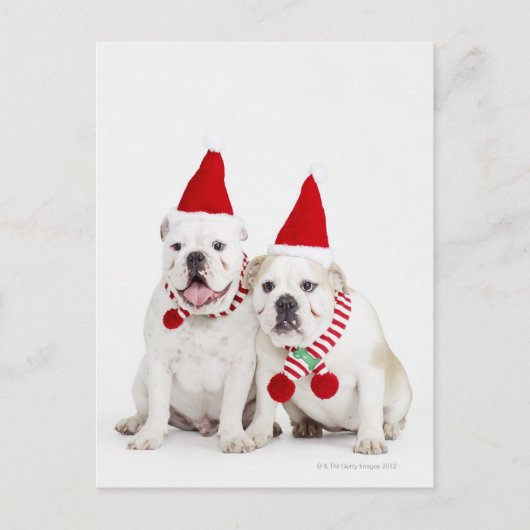 白いブルドッグ ポストカード (正面)