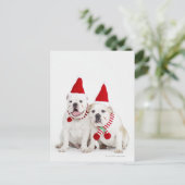 白いブルドッグ ポストカード (スタンド正面)