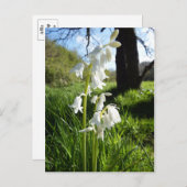 白いブルーベルポストカード ポストカード (正面/裏面)