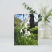 白いブルーベルポストカード ポストカード (スタンド正面)