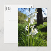 白いブルーベルポストカード ポストカード (正面/裏面)