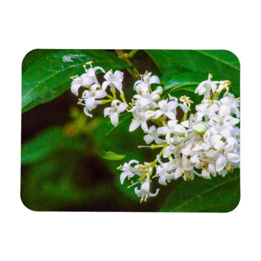 白いプライベートフラワーフレキシブルフォトマグネット マグネット (横)