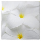 白いプルメリアのFrangipaniのハワイの熱帯花 タイル (正面)