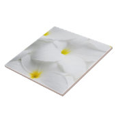 白いプルメリアのFrangipaniのハワイの熱帯花 タイル (側面)