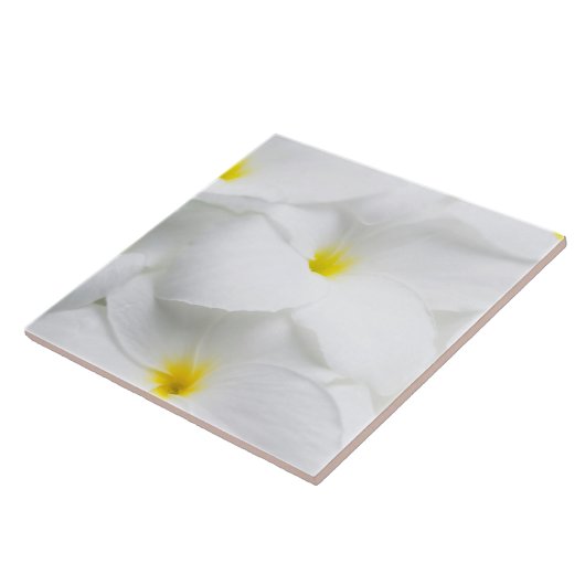 白いプルメリアのFrangipaniのハワイの熱帯花 タイル (側面)