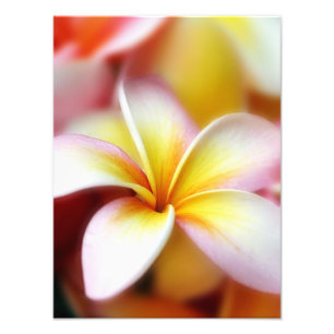 白いプルメリアのFrangipaniのハワイの花のハワイアン フォトプリント
