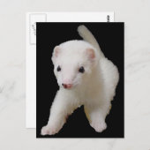 白いベビーフェレットのポストカード ポストカード (正面/裏面)