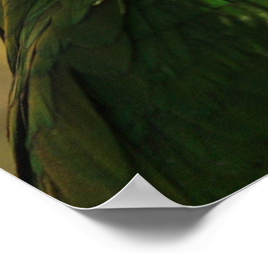 白いベラドカイクのオウムの歌のポスター ポスター (角)