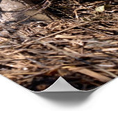 白いベルトのコウノトリの巣はがきメタルホーン ポスター (角)