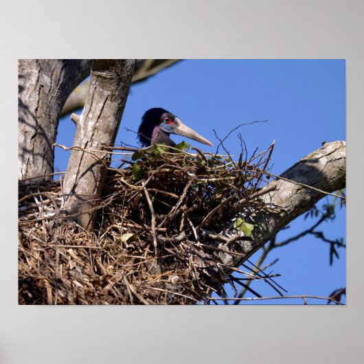 白いベルトのコウノトリの巣はがきメタルホーン ポスター (正面)