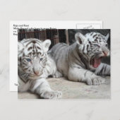 白いベンガルトラカブスのトリニダードの郵便はがき ポストカード (正面/裏面)