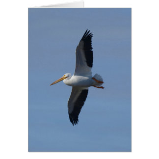 白いペリカンが飛ぶ