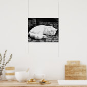 白いペルシャ猫の寝姿 ポスター (キッチン)