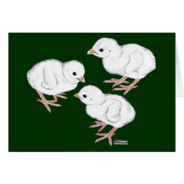 白いホロホロ鳥のヒナ (正面横)