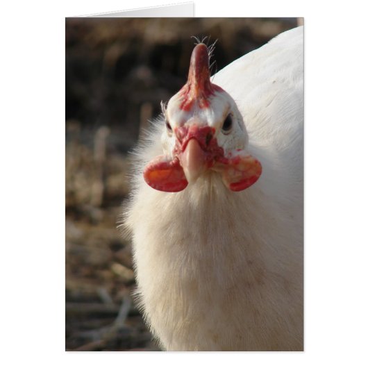 白いホロホロ鳥 (正面)