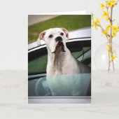 白いボクサーが車に乗る カード (黄色い花)