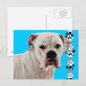 白いボクサー写真 ポストカード (正面/裏面)