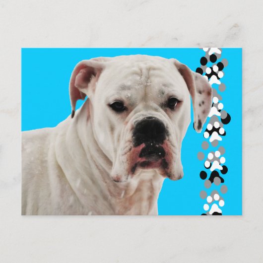 白いボクサー写真 ポストカード (正面)