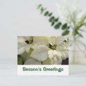 白いポインセチアの季節の挨拶カード シーズンポストカード (スタンド正面)