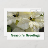 白いポインセチアの季節の挨拶カード シーズンポストカード (正面/裏面)