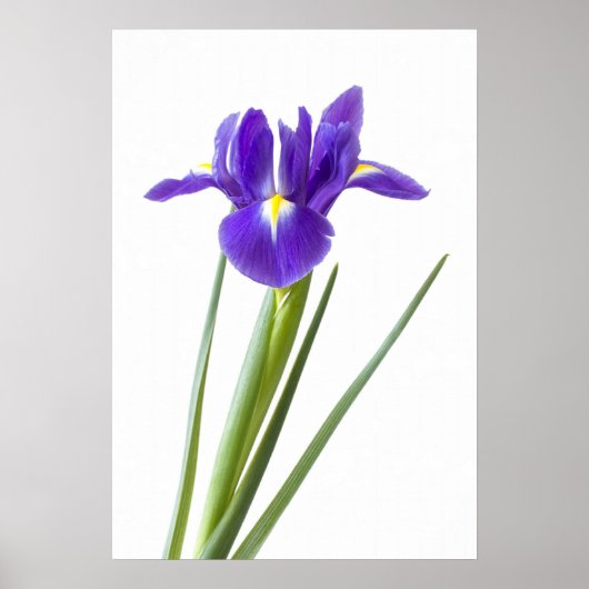 白いポスターの紫の虹彩 ポスター (正面)