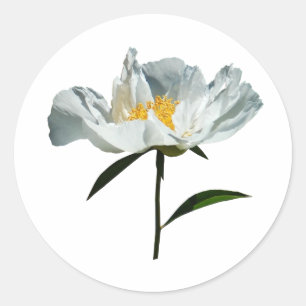 白いポピーのプロファイル ラウンドシール