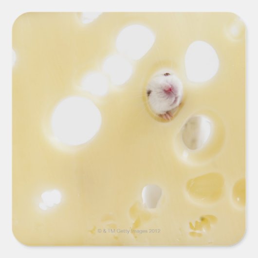 白いマウスのスタジオショット貫通穴を見て スクエアシール (正面)