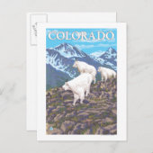 白いマウンテンゴートFamilyColorado ポストカード