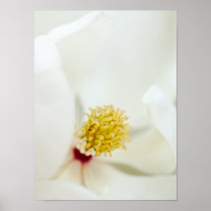 白いマグノリアの花のマグノリアの花柄の花 ポスター