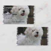 白いマルタの小犬の名刺 名刺 (正面/裏面)