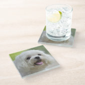 白いマルタ犬 ガラスコースター (アングル)