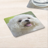 白いマルタ犬 スクエアペーパーコースター (アングル)