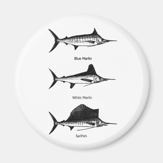 白いマーリン – 青いマーリン – Sailfishロゴ マグネット (正面)