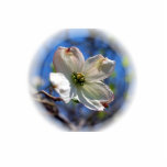 白いミズキの花ピン 写真彫刻バッジ<br><div class="desc">このピンは独身ので白いミズキ木、Cornusフロリダの青空に対する花を特色にします。  ミズーリの州の木。 ヴァージニアの州の木および州花。 ノースカロライナの州花。 象徴的にミズキの花は頻繁に災難によって衰えていない愛および耐久性を表します。 キリスト教では、それは頻繁にはりつけの記号として考慮されます。</div>