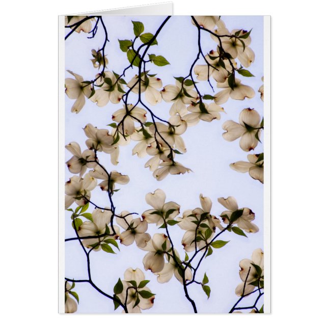 白いミズキの花 (正面)