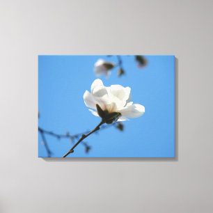 白いモクレン(木蓮)の花 青空 キャンバスアートプリント キャンバスプリント