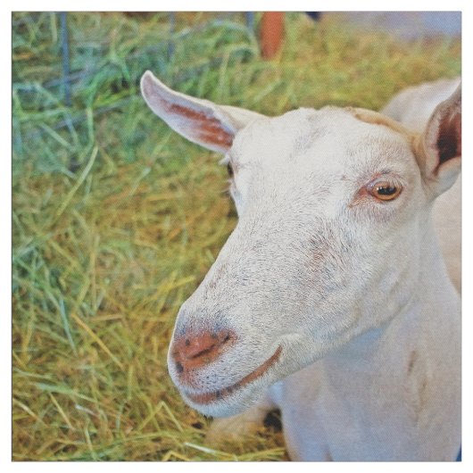 白いヤギ ファブリック (見本)