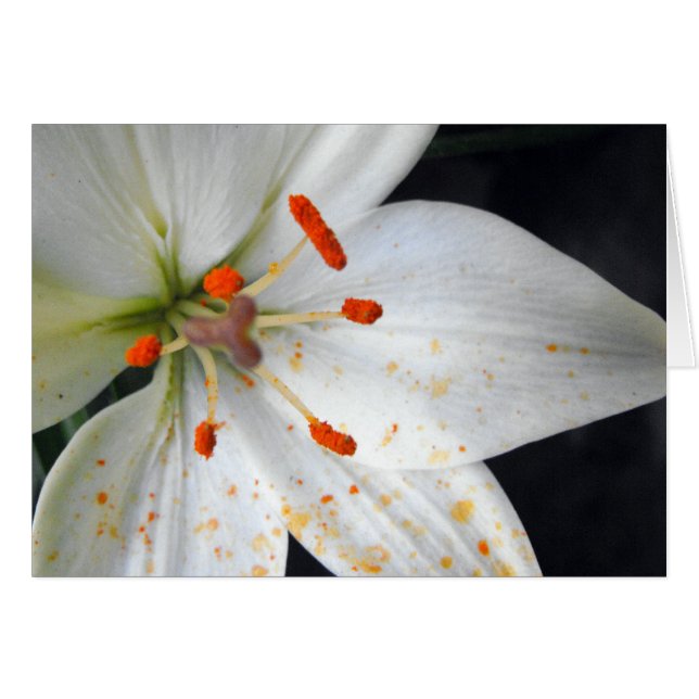 白いユリの花 (正面横)