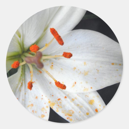 白いユリの花 ラウンドシール (正面)