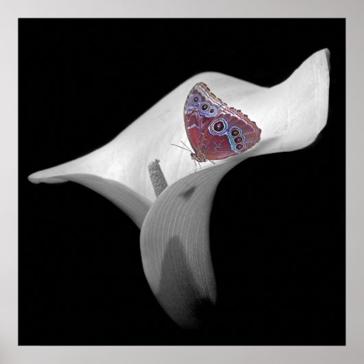 白いユリの蝶 ポスター (正面)