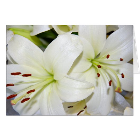 白いユリ (正面横)