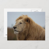 白いライオン – はがき (正面/裏面)
